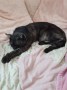 Balu (7)